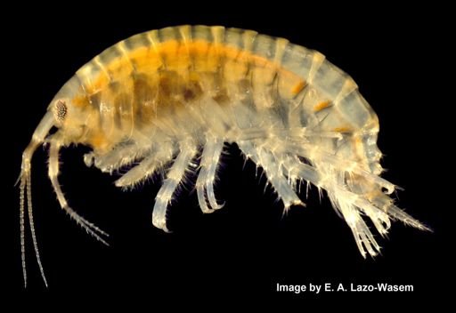 Gammarus fasciatus