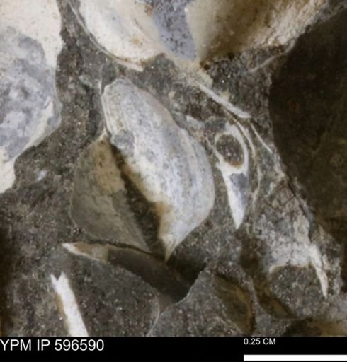 Protocardia?
