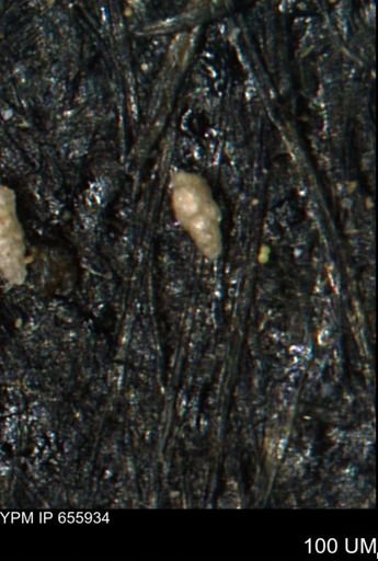 Ammobaculites euides