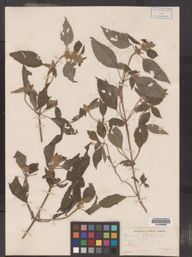 Galeopsis tetrahit