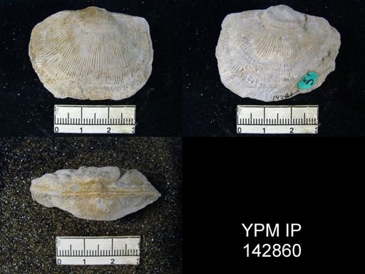 Derbyia altistriata