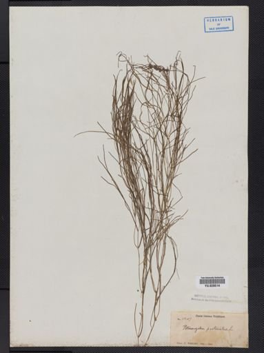 Potamogeton pectinatus