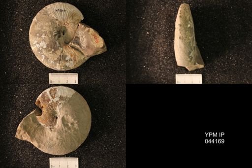 Hoploscaphites nicolletii