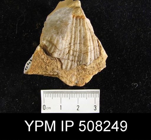 Spirifer cameratus?