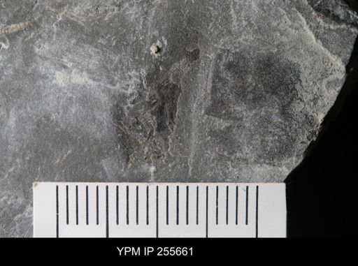Eurypterida