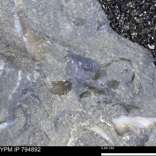 undet. Mollusca