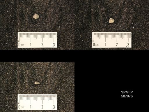 Zygospira modesta