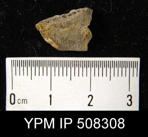 undet. Brachiopoda