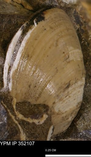 Limopsis striatopunctatus