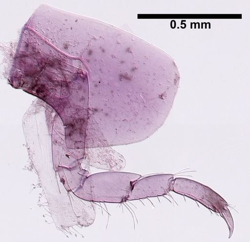 Hyalella cf. azteca