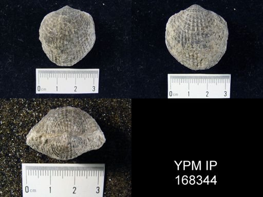 Atrypa sp.