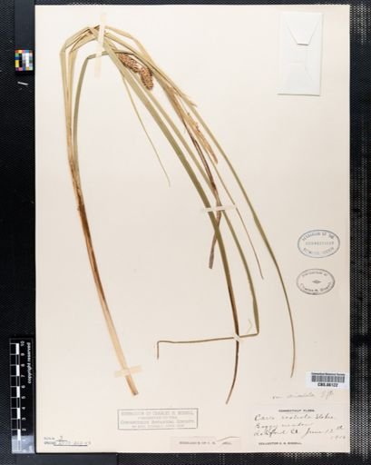 Carex rostrata