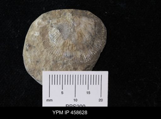 Schuchertella?