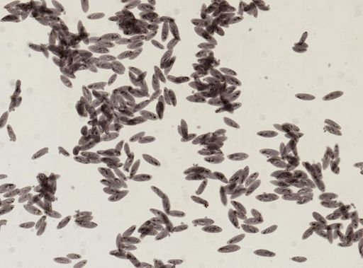 Paramecium caudatum