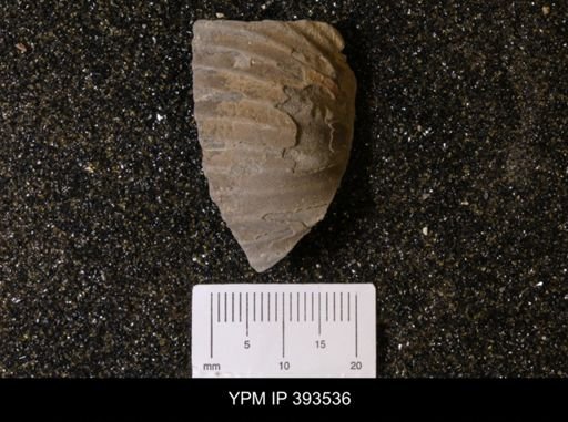 Scaphites sp.