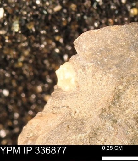 undet. Mollusca