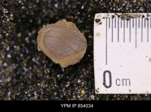 Limopsis striatopunctatus
