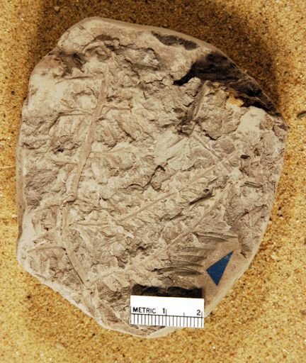 Gleichenia giesekiana