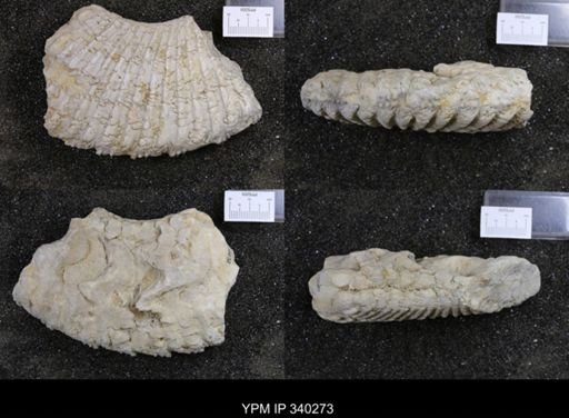 Oxytropidoceras sp.