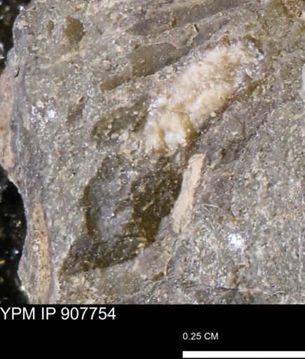 undet. Mollusca