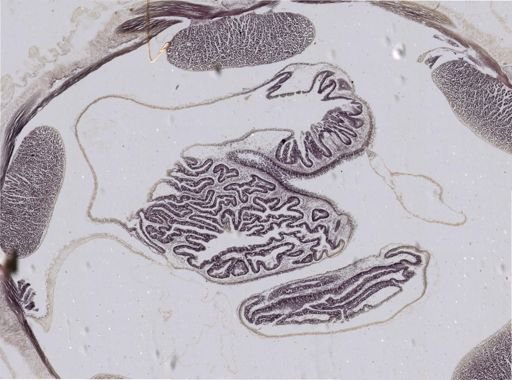 Leptosynapta inhaerens