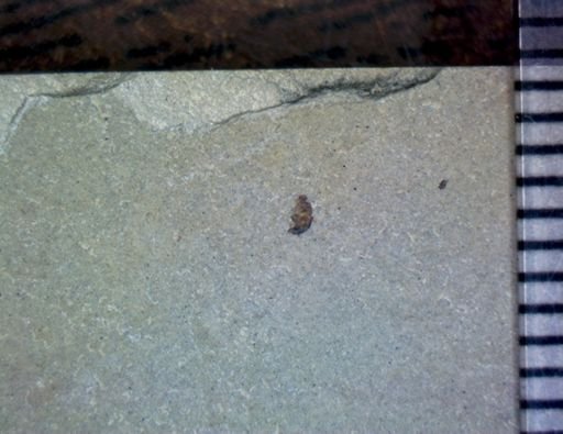 Diptera?