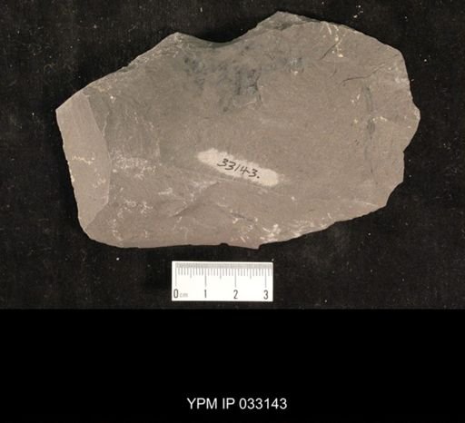 Mormolucoides articulatus