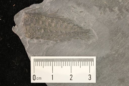 Echinasterella sladeni