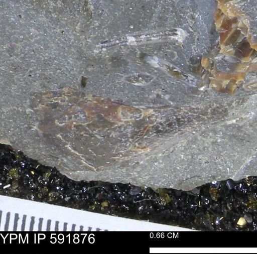 Mollusca