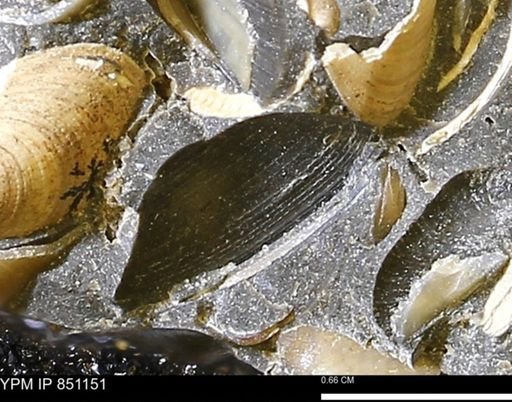 Limopsis striatopunctatus