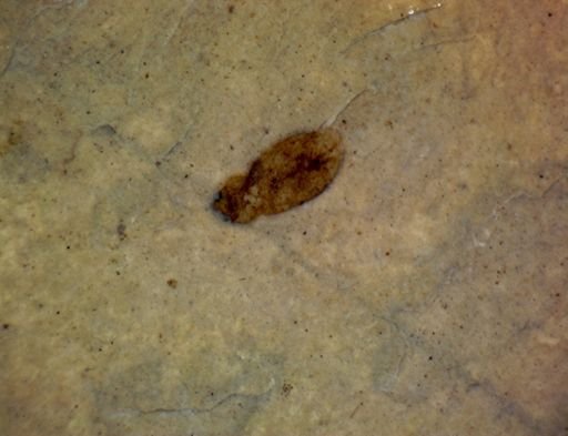 undet. Coleoptera