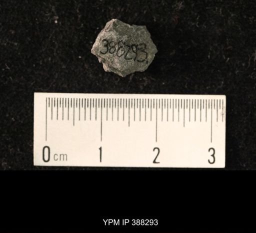 Ambocoelia planoconvexa