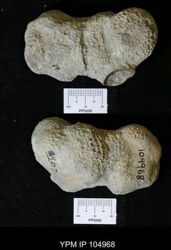Paleofavosites prolificus