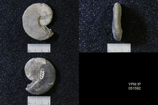 Hoploscaphites nicolletii