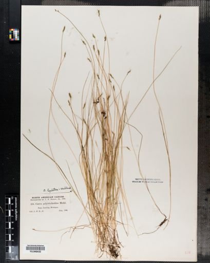 Carex leptalea