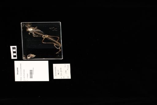 Oplurus grandidieri