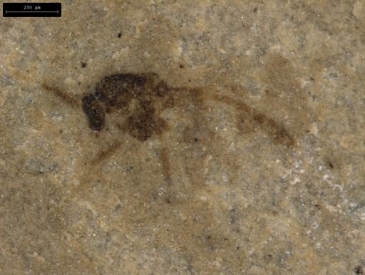 taxon undetermined