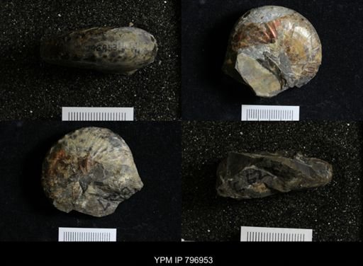 Hoploscaphites sp.