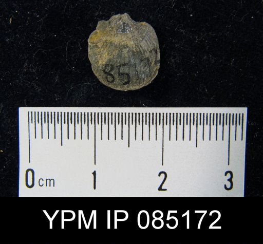 Atrypa reticularis