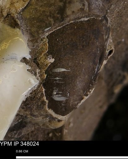 undet. Bivalvia