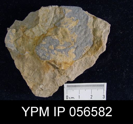 Leptostrophia beckii