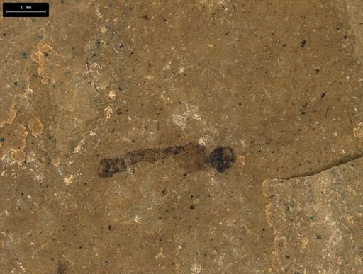 taxon undetermined