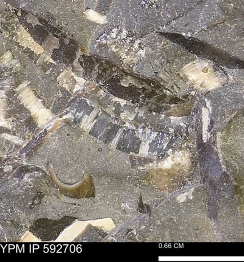 undet. Inoceramidae