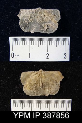 Dyoros sp.
