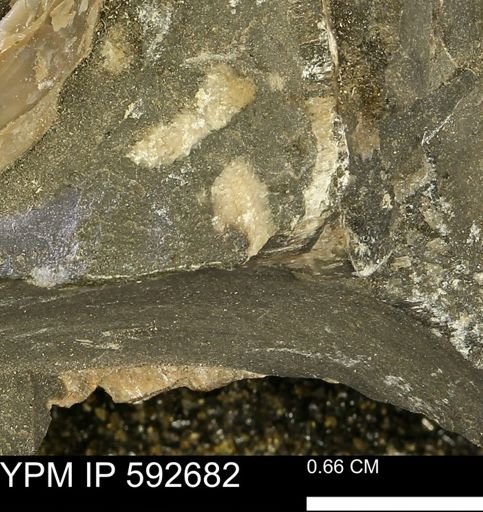 undet. Bivalvia