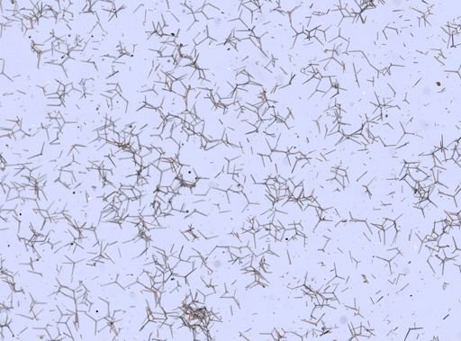 Clathrina coriacea