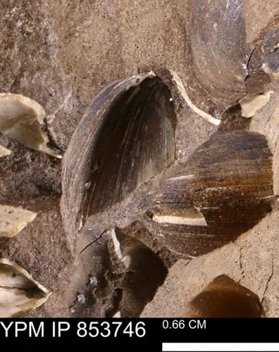 Limopsis striatopunctatus