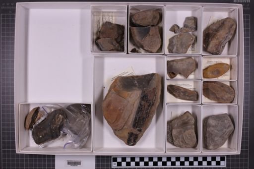 mixed taxa, stratigraphic collection