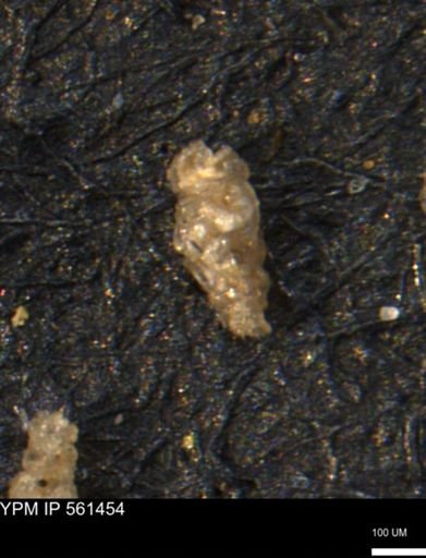 Verneuilinoides hectori