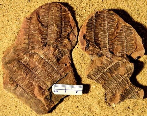 Pecopteris